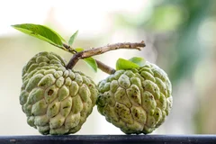 Sugar apple